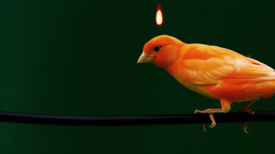 Po prawej stronie na czarnym kablu siedzi pomarańczowy nieduży ptak. Nad jego głową unosi się mały płomień. Tło ciemnozielone.