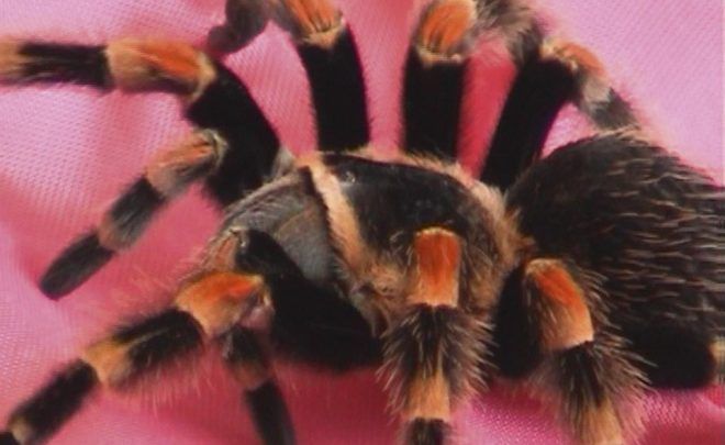 Arachne