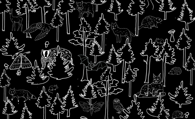 Magdalena Toczydłowska-Talarczyk. A Small Exhibition of a Large Forest