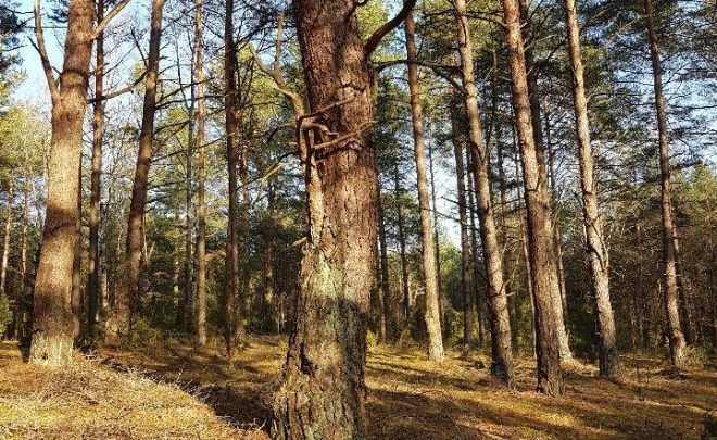 WYMIENNIK – natura, sztuka, edukacja
