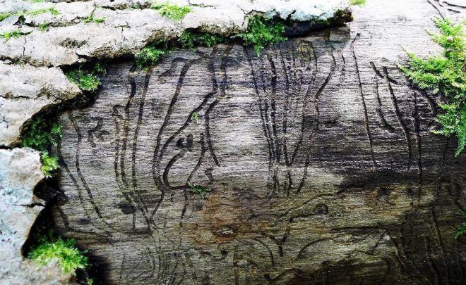 There Will Be&nbsp;No&nbsp;Other Forest – wystawa w&nbsp;ramach Up To&nbsp;Date Festival