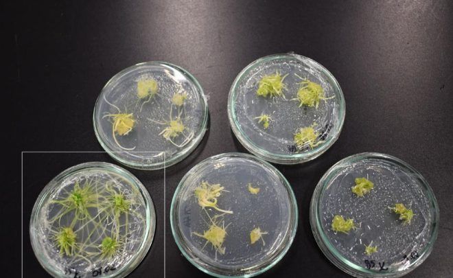 Natura w&nbsp;szkle zamknięta. Roślinne kultury in&nbsp;vitro w&nbsp;praktyce