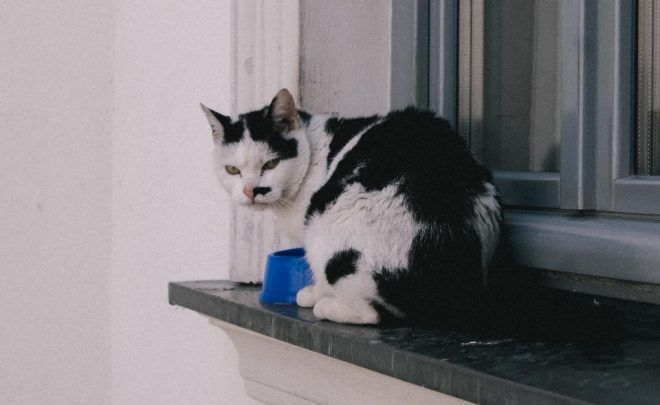 Warsztaty „Kotobrazy – Maluj łapką” + Wykład „Sztukotki – Koty w&nbsp;sztuce”